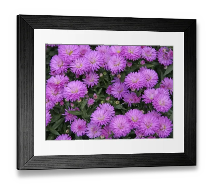 Framed Print : Amsterdam, Netherlands