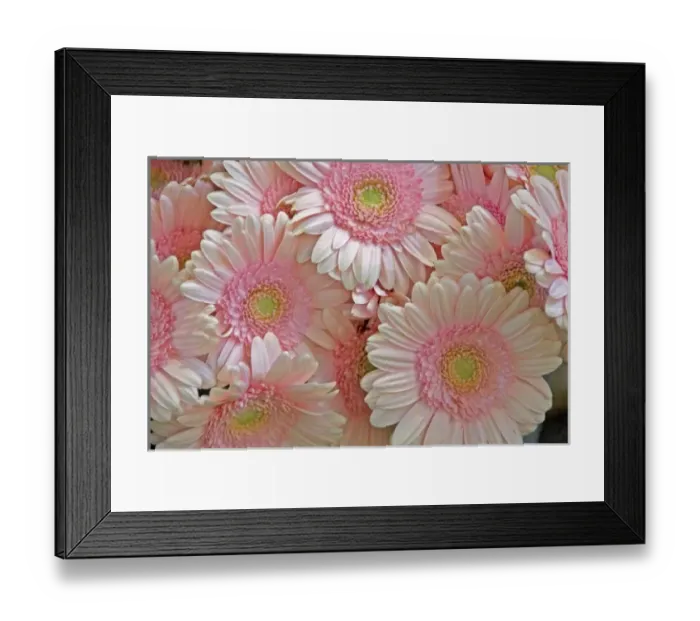 Framed Print : Full frame of pink gerbera daisies at the Bloemenmarket Framed Print : Full frame of pink gerbera daisies at the Bloemenmarket