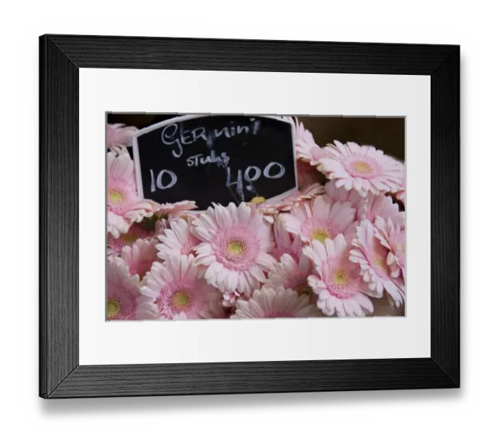 Framed Print : Full frame of bright pink gerbera daisies at the Bloemenmarket
