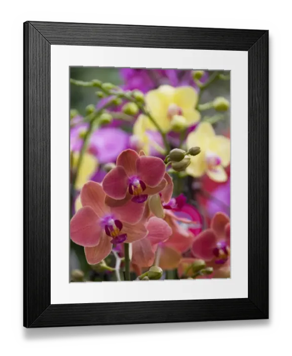 Framed Print : Full frame of bright colorful flowers, Orchids, at the Bloemenmarket Framed Print : Full frame of bright colorful flowers, Orchids, at the Bloemenmarket