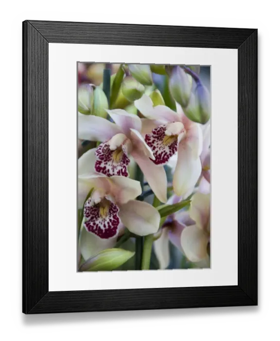 Framed Print : Europe, Netherlands, Holland