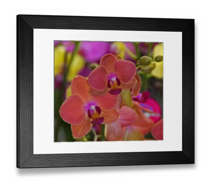 Framed Print : Full frame of bright colorful flowers, Orchids, at the Bloemenmarket Framed Print : Full frame of bright colorful flowers, Orchids, at the Bloemenmarket