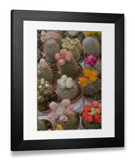 Framed Print : A colorful variety of cactus in bloom at the Bloemenmarket