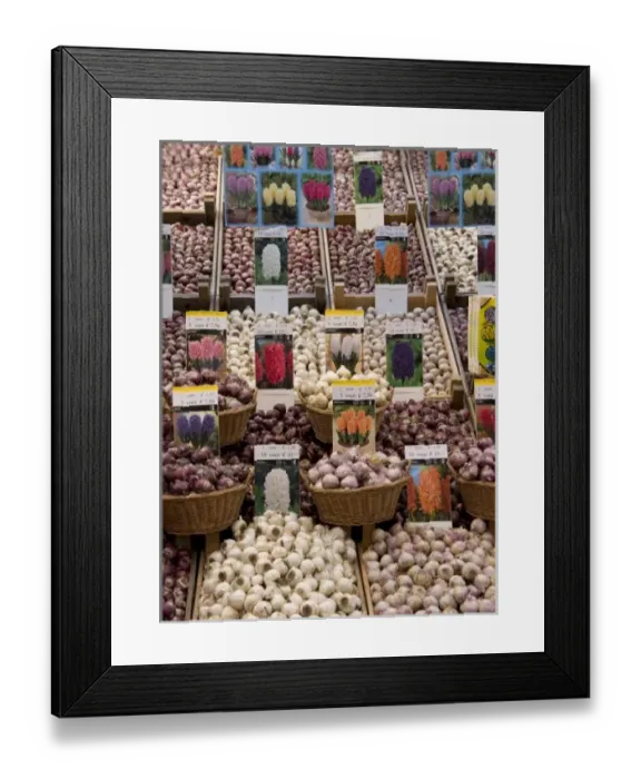 Framed Print : Crates of assorted hyacinth bulbs at the Bloemenmarket Framed Print : Crates of assorted hyacinth bulbs at the Bloemenmarket