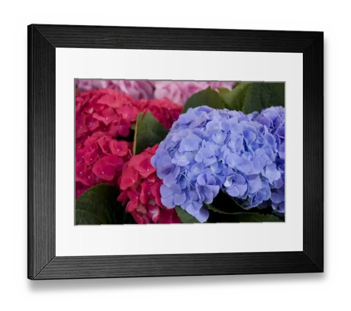 Framed Print : A colorful variety of flowers at the Bloemenmarket