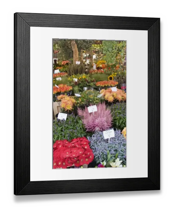 Framed Print : A colorful variety of flowers at the Bloemenmarket Framed Print : A colorful variety of flowers at the Bloemenmarket