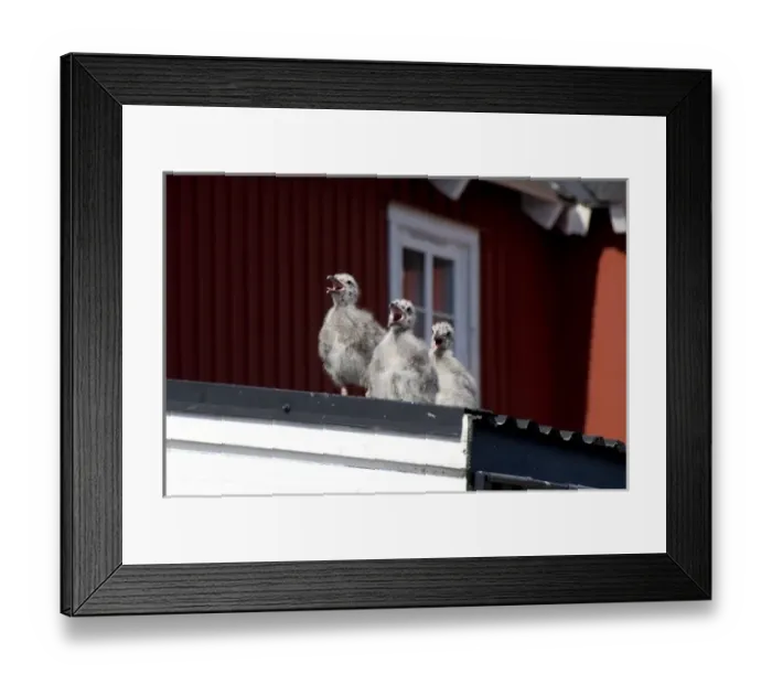 Framed Print : Norway, Nordland, Lofoten Archipelago, Mount Vagakaillen area. Fishing village of Framed Print : Norway, Nordland, Lofoten Archipelago, Mount Vagakaillen area. Fishing village of