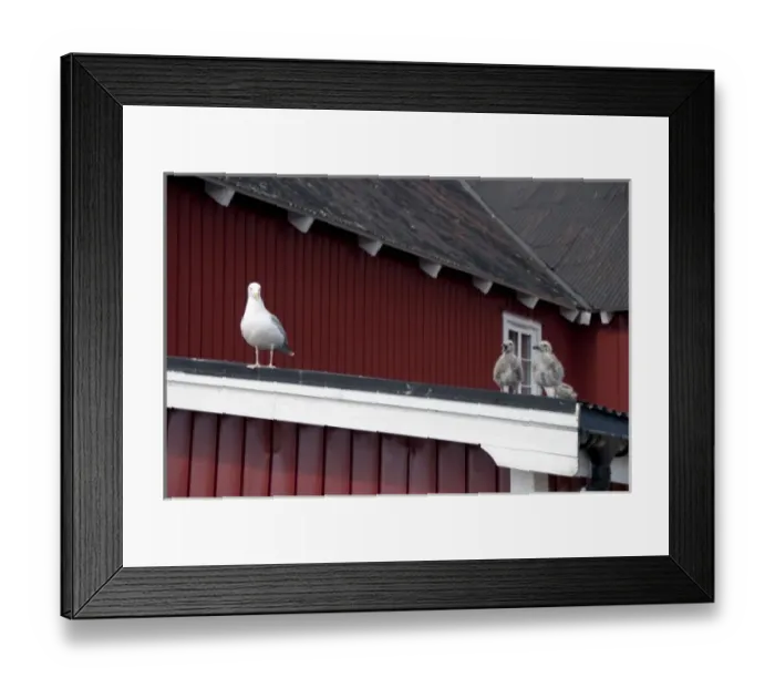 Framed Print : Norway, Nordland, Lofoten Archipelago, Mount Vagakaillen area. Fishing village of Framed Print : Norway, Nordland, Lofoten Archipelago, Mount Vagakaillen area. Fishing village of