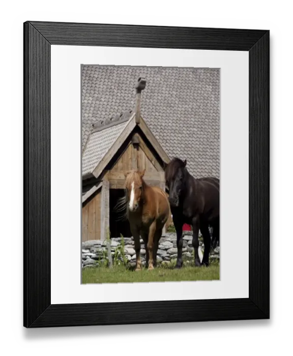 Framed Print : Norway, Nordland, Lofoten Archipelago, Borgelva. Lofotr Viking Museum & open air historic site