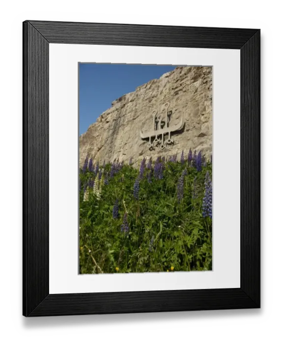 Framed Print : Norway, Nordland, Lofoten Archipelago, Gravdal. Summer fields of blue lupine in front Framed Print : Norway, Nordland, Lofoten Archipelago, Gravdal. Summer fields of blue lupine in front
