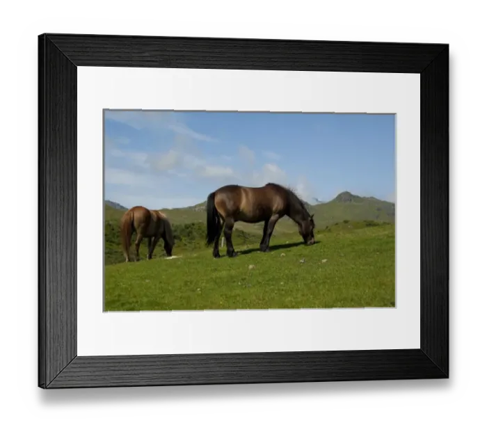 Framed Print : Norway, Nordland, Lofoten Archipelago, Borgelva. Fjord Horse in pasture, special Framed Print : Norway, Nordland, Lofoten Archipelago, Borgelva. Fjord Horse in pasture, special
