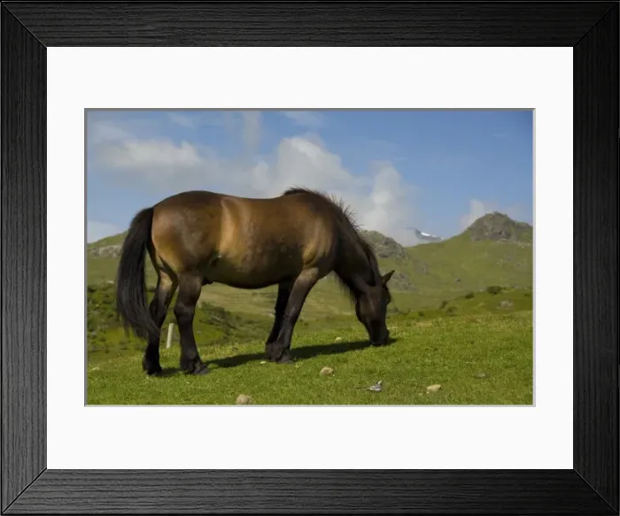 Framed Print : Norway, Nordland, Lofoten Archipelago, Borgelva. Fjord Horse in pasture, special Framed Print : Norway, Nordland, Lofoten Archipelago, Borgelva. Fjord Horse in pasture, special