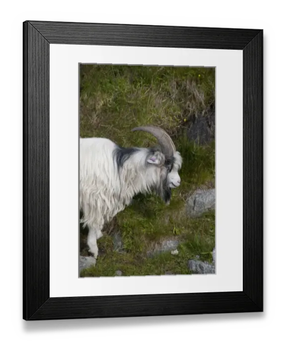 Framed Print : Norway, Stavanger, Lysefjord (aka Lyse Fjord). Domesticated goats along the water s Framed Print : Norway, Stavanger, Lysefjord (aka Lyse Fjord). Domesticated goats along the water s