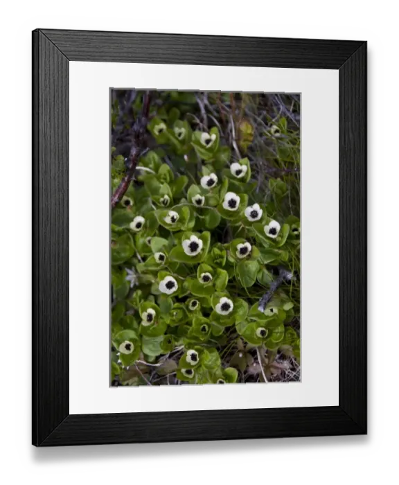 Framed Print : Norway, Tromso. Gateway to the Arctic located above the Arctic Circle. Arctic tundra Framed Print : Norway, Tromso. Gateway to the Arctic located above the Arctic Circle. Arctic tundra