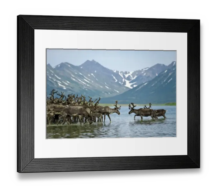 Framed Print : Russia, Kamchatka Peninsula, Russian Far East, Anadyr Bay, Bering Sea, Caribou Framed Print : Russia, Kamchatka Peninsula, Russian Far East, Anadyr Bay, Bering Sea, Caribou