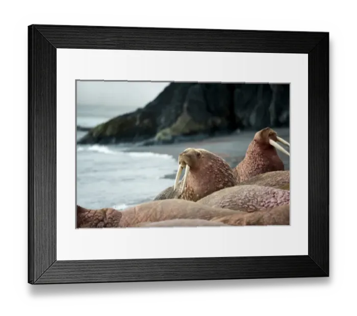 Framed Print : Russia, Kamchatka peninsula, Dezneva Bay, Pacific walrus on beach