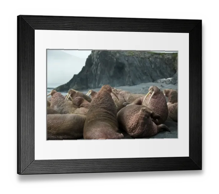 Framed Print : Russia, Kamchatka peninsula, Dezneva Bay, Pacific walrus on beach Framed Print : Russia, Kamchatka peninsula, Dezneva Bay, Pacific walrus on beach
