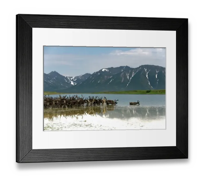 Framed Print : Russia, Kamchatka Peninsula, Russian Far East, Anadyr Bay, Bering Sea, Caribou