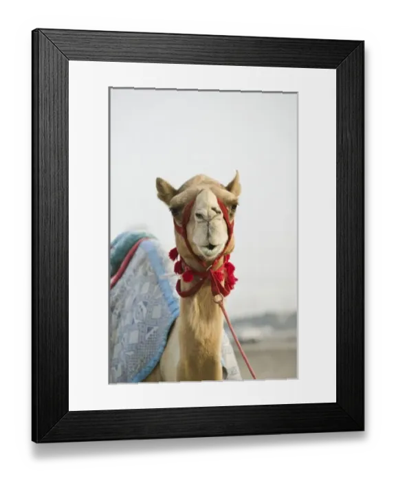 Framed Print : Asia, United Arab Emirates Framed Print : Asia, United Arab Emirates