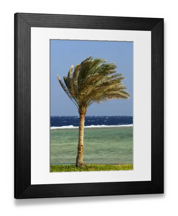 Framed Print : Africa, Egypt, Marsa Alam, Red Sea, palm tree on beach Framed Print : Africa, Egypt, Marsa Alam, Red Sea, palm tree on beach