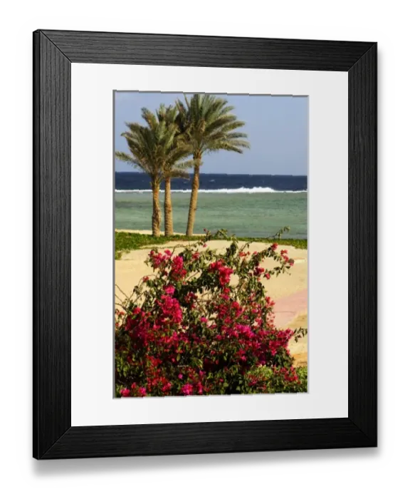 Framed Print : Africa, Egypt, Marsa Alam, Red Sea, palm trees on beach Framed Print : Africa, Egypt, Marsa Alam, Red Sea, palm trees on beach
