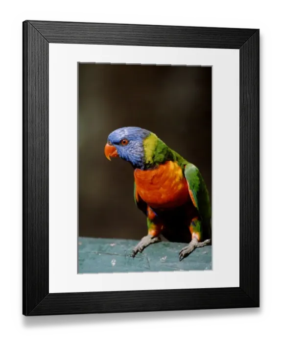Framed Print : Australia, Queensland, Rockhampton. Wild rainbow lorikeet (Trichoglossus haematodus) Framed Print : Australia, Queensland, Rockhampton. Wild rainbow lorikeet (Trichoglossus haematodus)