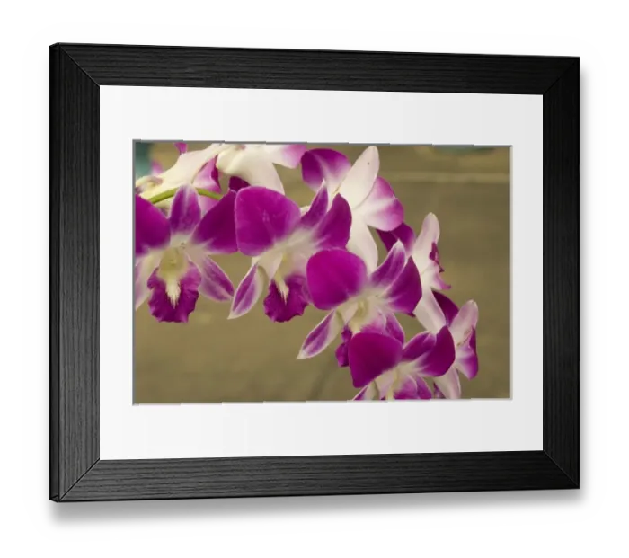 Framed Print : Cambodia, Phnom Penh, Royal Palace, Orchids
