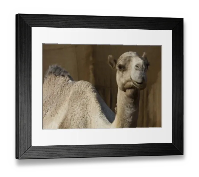 Framed Print : Asia, United Arab Emirates Framed Print : Asia, United Arab Emirates