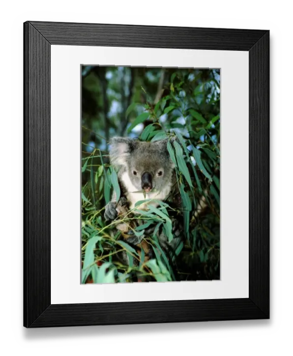 Framed Print : Australia, Queensland, Rockhampton. Captive koala (Phascolarctos cinerues) on eucalyptus