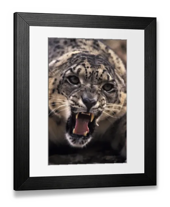 Framed Print : Tibet. Snow Leopard (Panthera uncia uncia), captive