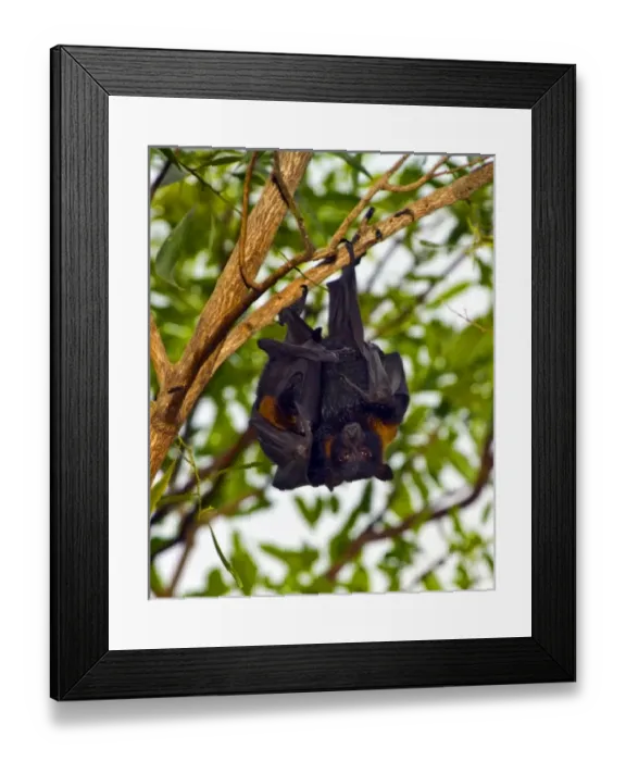 Framed Print : Australia, No. Territory, Kakadu National Park
