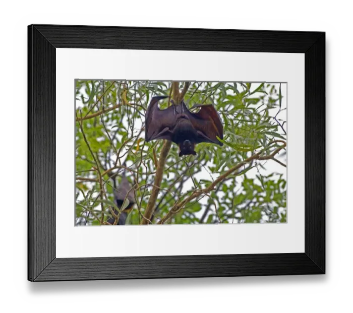 Framed Print : Australia, No. Territory, Kakadu National Park Framed Print : Australia, No. Territory, Kakadu National Park