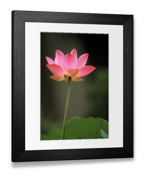 Framed Print : Asia, Cambodia. Lotus flower Framed Print : Asia, Cambodia. Lotus flower