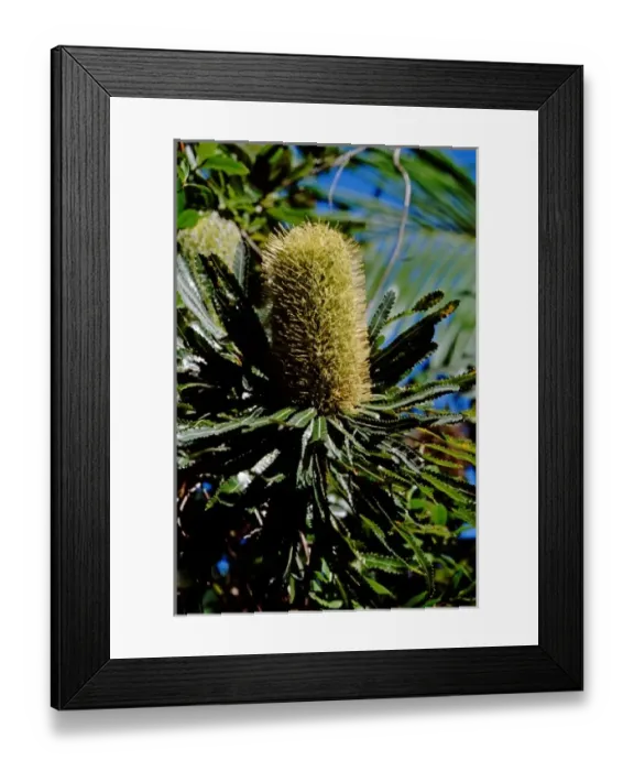 Framed Print : Australia, Queensland, Fraser Island. UNESCO World Heritage site Framed Print : Australia, Queensland, Fraser Island. UNESCO World Heritage site