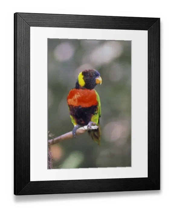 Framed Print : Australia. Rainbow Lorikeet (Trichoglossus Haematodus Moluccanus) Framed Print : Australia. Rainbow Lorikeet (Trichoglossus Haematodus Moluccanus)