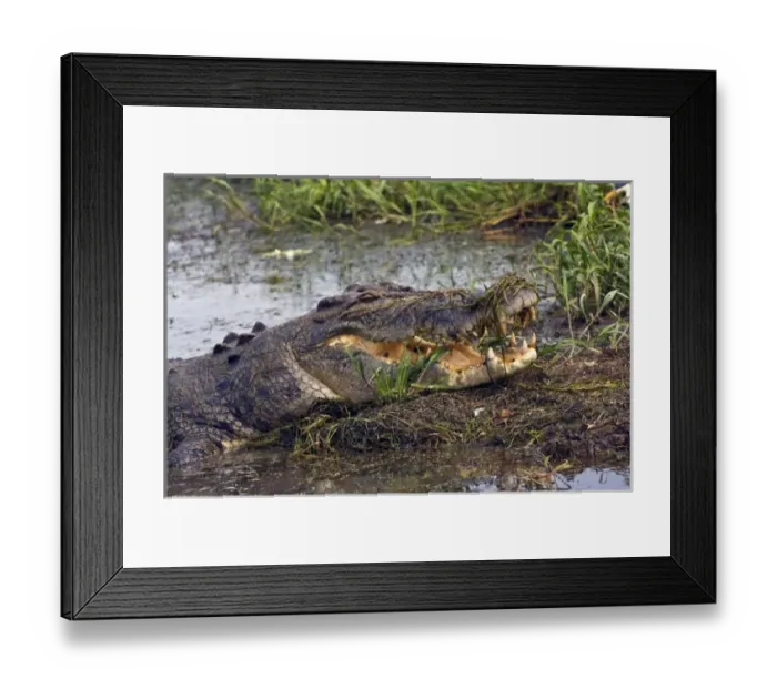 Framed Print : Australia, No. Territory, Kakadu National Park Framed Print : Australia, No. Territory, Kakadu National Park