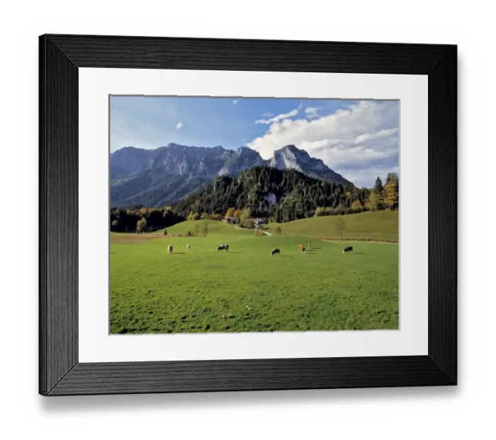 Framed Print : Germany, Bavaria, Ramsau. Cattle graze in the pasture near this farm at Ramsau, in Bavaria, Germany Framed Print : Germany, Bavaria, Ramsau. Cattle graze in the pasture near this farm at Ramsau, in Bavaria, Germany