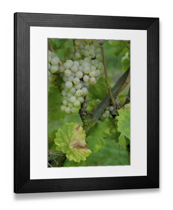 Framed Print : Europe, Germany, Hessen, Rudesheim am Rhein, Harvest in the vinyard along the Rhine