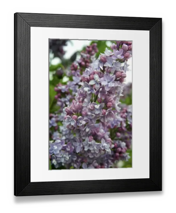 Framed Print : Europe, Germany, Bavaria, Straubing, lilac blossoms Framed Print : Europe, Germany, Bavaria, Straubing, lilac blossoms