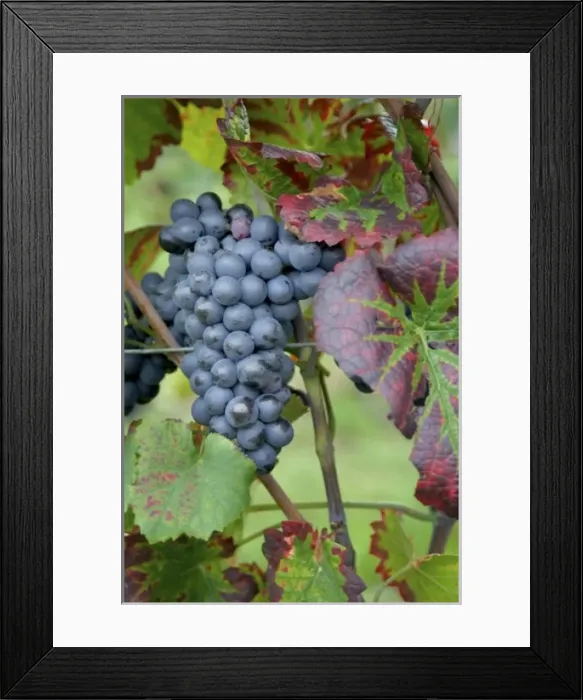 Framed Print : Europe, Germany Framed Print : Europe, Germany