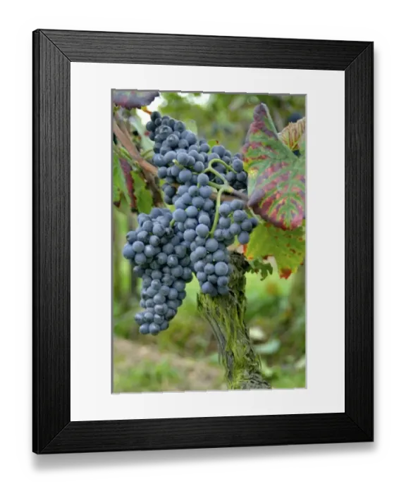 Framed Print : Europe, Germany Framed Print : Europe, Germany