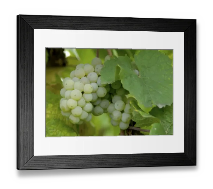 Framed Print : Europe, Germany, Hessen, Rudesheim am Rhein, Harvest in the vinyard along the Rhine Framed Print : Europe, Germany, Hessen, Rudesheim am Rhein, Harvest in the vinyard along the Rhine