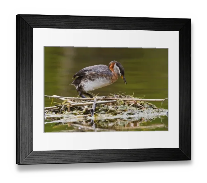 Framed Print : Canada, British Columbia Framed Print : Canada, British Columbia