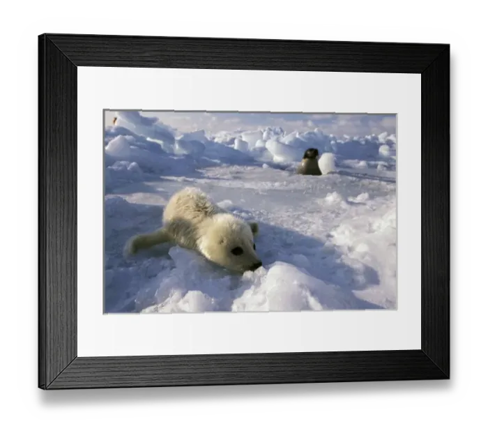 Framed Print : North America, Canada, Gulf of St. Lawrence. Harp Seal (phoca groenlandica) pup Framed Print : North America, Canada, Gulf of St. Lawrence. Harp Seal (phoca groenlandica) pup