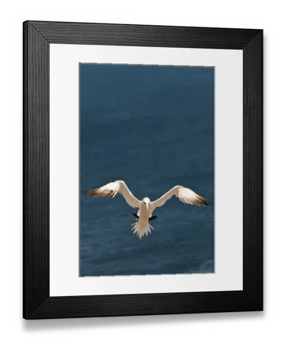 Framed Print : Quebec, Canada. Northern Gannet Ile Bonaventure offshore of Perc