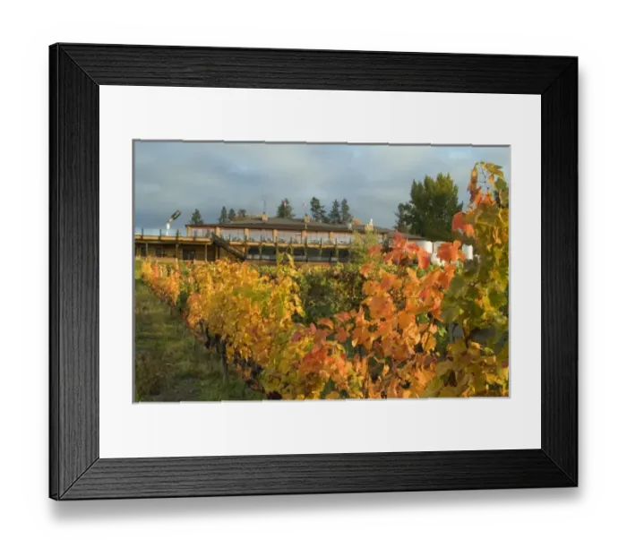 Framed Print : Fall-colored vineyard of Summerhill Pyramid Winery in the Okanagan, BC, Canada Framed Print : Fall-colored vineyard of Summerhill Pyramid Winery in the Okanagan, BC, Canada