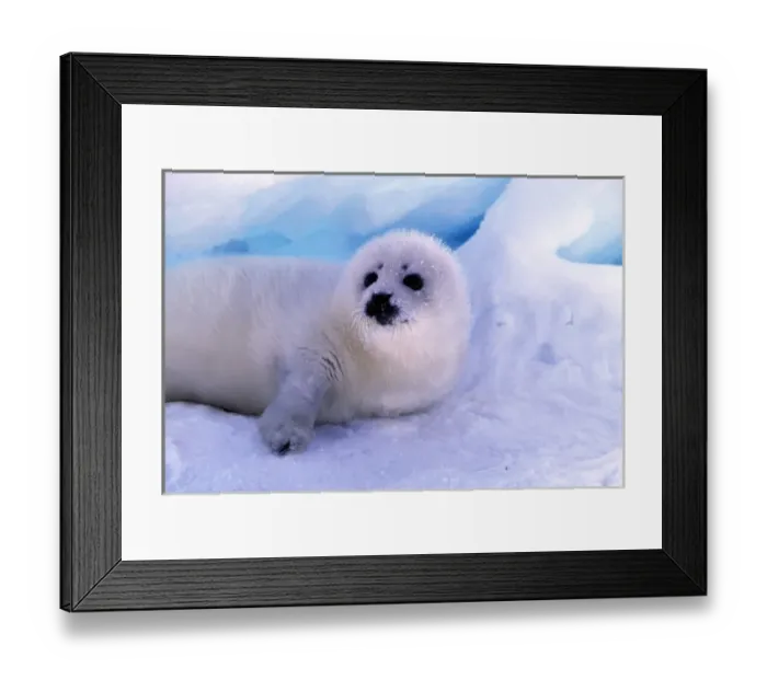 Framed Print : North America, Canada, Gulf of St. Lawrence. Harp Seal (phoca groenlandica)