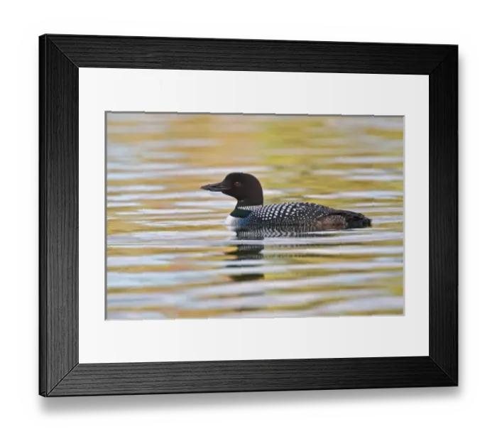 Framed Print : Canada, British Columbia near Kamloops, Common Loon (Gavia immer) on lake at sunrise Framed Print : Canada, British Columbia near Kamloops, Common Loon (Gavia immer) on lake at sunrise
