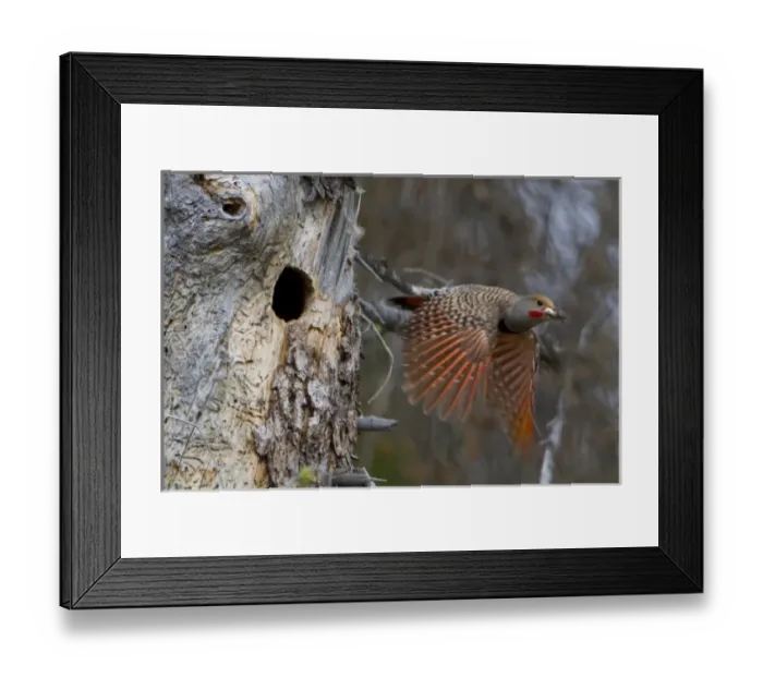 Framed Print : Canada, British Columbia. Male adult Red-shafted Flicker (Colaptes auratus) flies Framed Print : Canada, British Columbia. Male adult Red-shafted Flicker (Colaptes auratus) flies