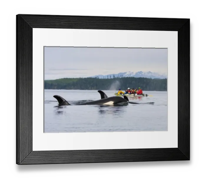 Framed Print : Canada, British Columbia, Vancouver Island, Johnstone Strait. Orca Whales (killer Framed Print : Canada, British Columbia, Vancouver Island, Johnstone Strait. Orca Whales (killer